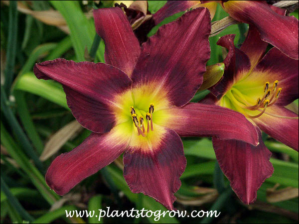 Daylily Chicago Royal
height 24", bloom 7", season M, Semi-Evergreen, Tetraploid, Fragrant,  Purple bitone with green throat.(Marsh, 1970) (AHS registry description)